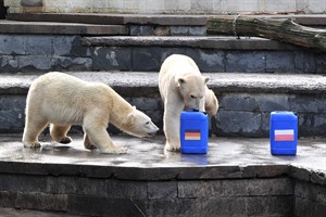 Beim Spiel der Eisbären-Orakel im Rostocker Zoo landeten zwar deutsche und polnische Tonne im Wasser, ... (Foto: Joachim Kloock)