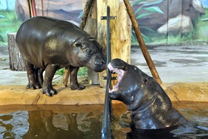 Noch sind die Zwergflusspferde Nimba und Onong selten draußen anzutreffen, hin und wieder erkunden sie aber schon mit vorsichtiger Neugier ihr neues Außenrevier im Zoo Rostock (Foto: Joachim Kloock)