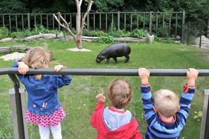 Zwergflusspferd Nimba erkundet ihr Außenrevier (Foto: Joachim Kloock)