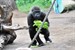 Kwame aus Heidelberg verstärkt Gorillagruppe im Zoo Rostock