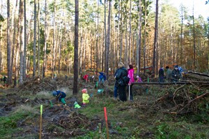 Die Aktion Bürger pflanzen Bäume lockte etwa 150 Helfer in die sonnige Rostocker Heide Die Aktion Bürger pflanzen Bäume lockte etwa 150 Helfer in die sonnige Rostocker Heide