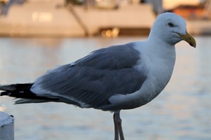 Geflügelpest H5N8: Vogelgrippe-Virus bei Silbermöwe nachgewiesen (Foto: Archiv)