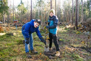 Arun und Mareno pflanzen Esskastanien in der Rostocker Heide Arun und Mareno pflanzen Esskastanien in der Rostocker Heide