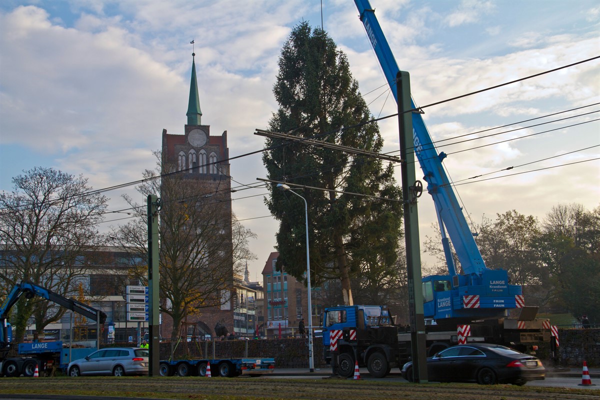 Tannenbaum für Rostocker Weihnachtsmarkt 2016 aufgestellt RostockHeute