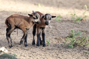 Kamerunschaflämmer sind erste Jungtiere des Jahres im Zoo Rostock (Foto: Zooverein/Brandt)