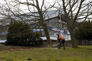 Bäume werden vor der Stadthalle gefällt, damit die Baustelle eingerichtet werden kann.