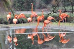 Ende der Stallpflicht - Vögel im Zoo Rostock dürfen wieder ins Freie