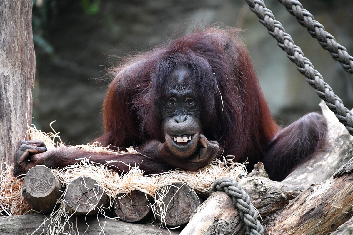 Rostocker Zoo erwartet Nachwuchs bei den Orang  Utans 