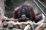 Rostocker Zoo erwartet Nachwuchs bei den Orang Utans