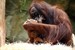 Sooo süüüß: Orang-Utan-Mädchen im Zoo Rostock geboren