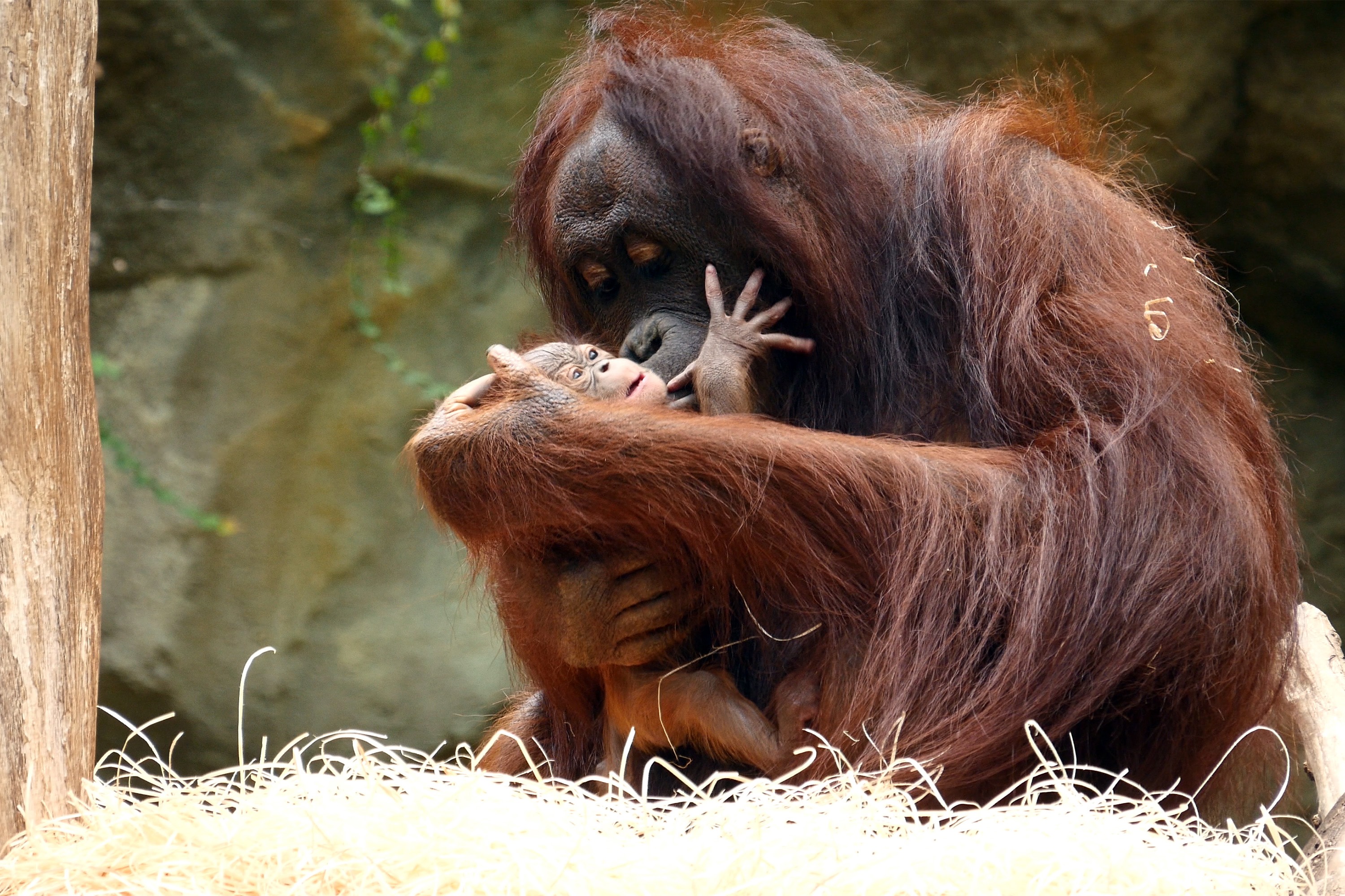 Sooo Suuuss Orang Utan Madchen Im Zoo Rostock Geboren Rostock Heute