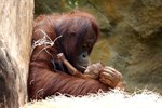 Orang-Utan-Dame Hsiao-Ning mit ihrem Baby im Darwineum des Zoos Rostock