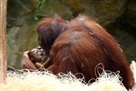 Orang-Utan-Baby im Zoo Rostock