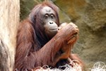 Orang-Utan-Geburt im Darwineum des Rostocker Zoos