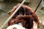 Orang-Utan-Mädchen im Rostocker Zoo geboren