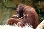 Orang-Utan-Mädchen im Zoo Rostock geboren