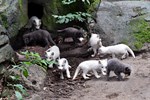 Erstmals Nachwuchs bei den Polarfüchsen im Rostocker Zoo