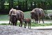 Wisentmädchen im Zoo Rostock auf den Namen Willow getauft