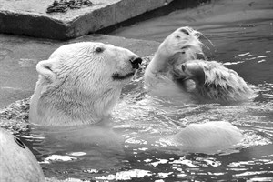 Eisbär Lars im Zoo Aalborg verstorben (Foto: Joachim Kloock)