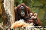 Orang-Utan-Mädchen Niah mit Mama Hsiao-Ning (Foto: Joachim Kloock)