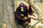 Die stolze Mutter Hsiao-Nings erschien auch mit ihrem Baby Niah zum Taufakt (Foto: Joachim Kloock)