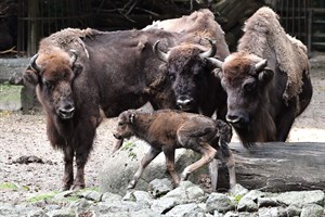 Wisent-Nachwuchs im Zoo Rostock (Foto: Joachim Kloock) Wisent-Nachwuchs im Zoo Rostock (Foto: Joachim Kloock)