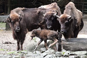 Wisent-Nachwuchs im Zoo Rostock (Foto: Joachim Kloock)