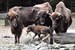 Wisent- und Zebra-Nachwuchs im Zoo Rostock