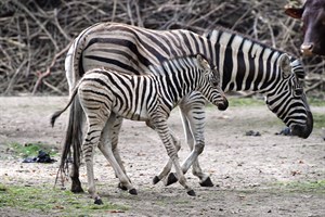 Zebra-Nachwuchs im Zoo Rostock (Foto: Joachim Kloock) Zebra-Nachwuchs im Zoo Rostock (Foto: Joachim Kloock)
