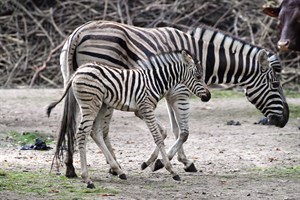 Zebra-Nachwuchs im Zoo Rostock (Foto: Joachim Kloock)