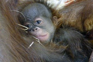 Das kleine Orang-Utan-Mädchen schmiegt sich ganz fest an seine Mama (Foto: Zoo Rostock/Kerstin Genilke)