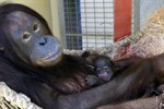 Orang-Utan-Baby im Zoo Rostock geboren