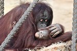 Orang-Utan-Nachwuchs im Zoo Rostock auf LinTang getauft