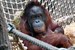 Erneut Orang-Utan-Nachwuchs im Zoo Rostock