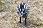 Erstes Emu-Küken im Zoo Rostock geboren