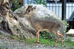 Dikdiks - neue Tierart aus Afrika bereichert den Rostocker Zoo