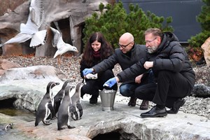 Die frischen Fische waren nicht nur bei den neuen Patentieren von Nordwasser begehrt, sie lockten zahlreiche Möwen an. Der Geschäftsführer der Nordwasser GmbH Rostock, Wolf-Thomas Hendrich (mi.), sorgte jedoch dafür, dass seine Schützlinge nicht leer ausgingen, hier mit Tierpflegerin Maria Schierstedt und Zoodirektor Udo Nagel. (Foto: Joachim Kloock/Zoo Rostock)