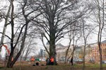 Untersuchungen an der Blutbuche am Rosengarten