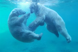 „Eisbärenunterwassertanz“ zum Foto des Jahres 2018 im Zoo Rostock gekürt (Foto: Franziska Bruhn)