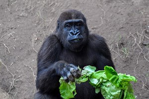 Früher hat sich Kwame vor allem für das Essen interessiert, jetzt rücken verstärkt die drei Weibchen in seinen Fokus. (Foto: Zoo Rostock/Joachim Kloock)