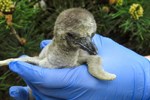 Pinguin-Nachwuchs im Zoo Rostock