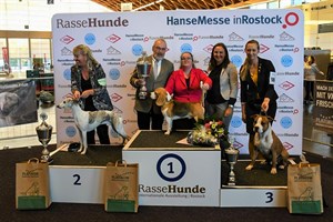 Rassehundeausstellung Rostock 2019: Beagle „Sparkling Magic The Right Thing“ aus Dänemark bekam den Titel „Best in Show“ (Foto: Veranstalter)