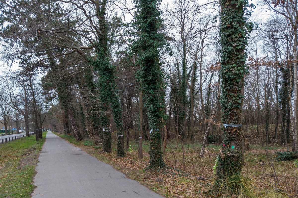 Protest Gegen Baumfallungen Im Kustenwald Warnemunde Rostock Heute
