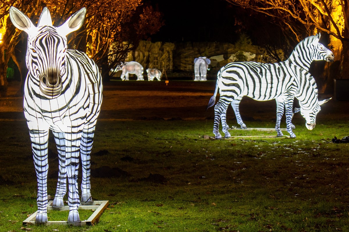 Zoolights Leucht Tiere Und Lichtinstallationen Im Zoo Rostock Heute