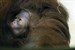 Orang-Utan-Baby im Zoo Rostock geboren