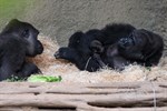 Erster Gorillanachwuchs im Zoo Rostock