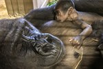 Gorilla-Nachwuchs im Zoo Rostock