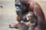 Orang-Utan-Baby auf den Namen Bayu getauft