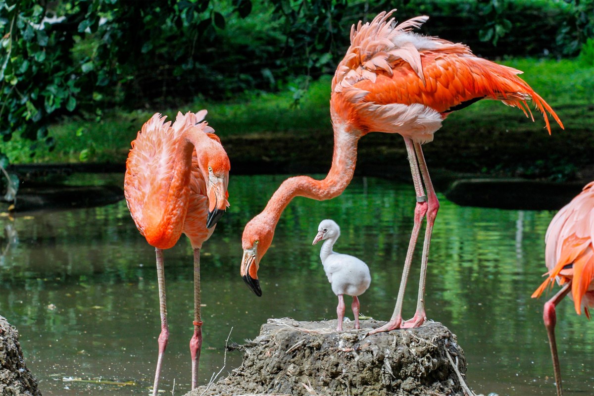Kubaflamingo-Nachwuchs im Zoo Rostock | Rostock-Heute