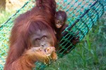 Orang-Utan-Mädchen Surya ist jetzt eine Wienerin